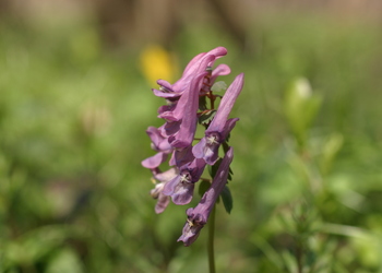 Finger-Lerchensporn (Corydalis solida) - © Emanuel Trummer